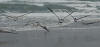 Pelicans at Padre Island National Seashore