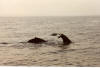Whale Tour from Provincetown, Cape Town Visit, Jun 1996