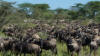 Migration at Serengeti