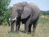 Elephant in Chobe NP