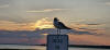 Sunset with Laughing Gull