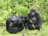 Silverback Gorilla Family